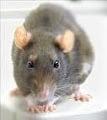 Rodent Control and Extermination