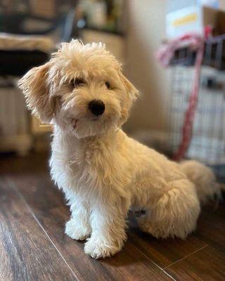 This is Rona 6month old Bichon and Lhasa apso mix before picture