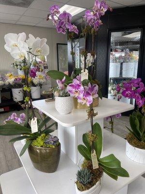 More orchid dish gardens