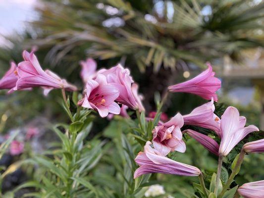 Entrance flowers