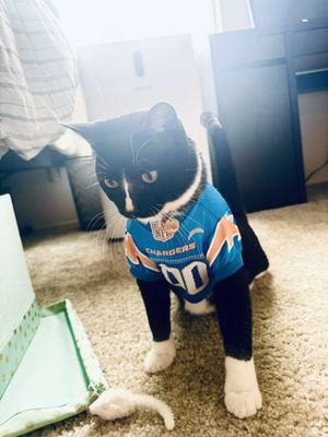 Pet jersey