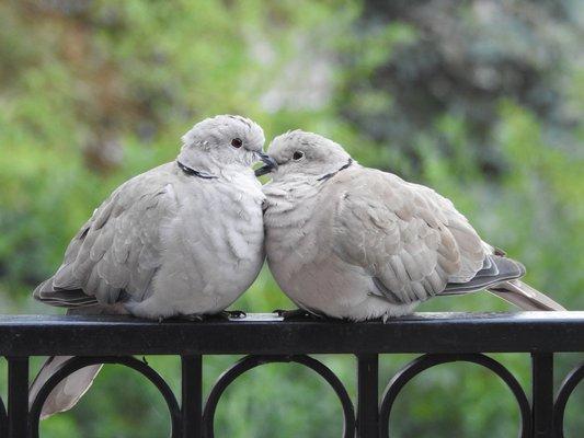 Love Birds