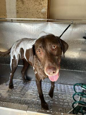 Bath time for Lilo!