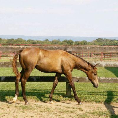 Contego, aka Coby, the colt I purchased from Colordale Farm. Straight off the farm. Isn't he gorgeous?