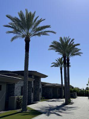 Palm Trees trimmed and skinned. Tree Pruning; Tree Removal; Tree Trimming