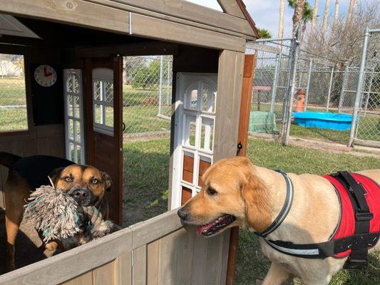 Paws and Claws Pet Resort