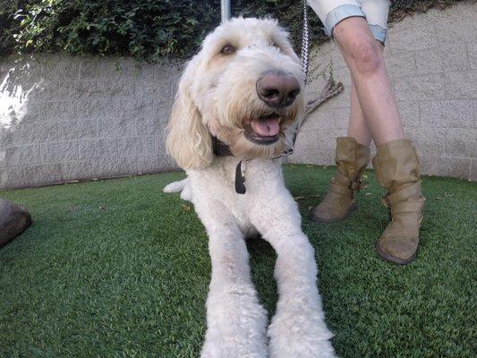 Dog training class labradoodle