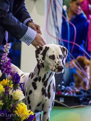 Westminster Kennel Club