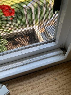 Window full of small bugs.