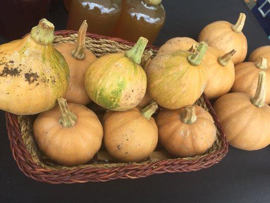 Seminole pumpkin (Florida native!)