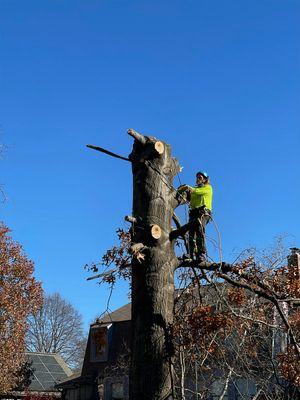 Chapman Tree Specialist