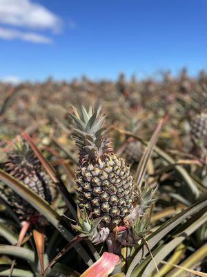 Maui Gold pineapple growing