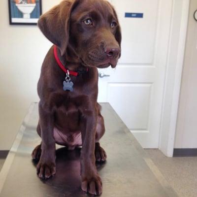 Hunter when he could fit on the table! 14 weeks old!