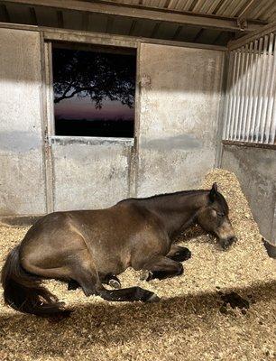 Peacefully sleeping in his stall.