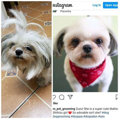 Before/After of Zuzu's grooming. She is a very sweet girl.