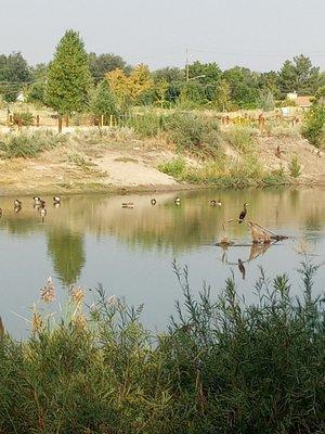 Birds along the trail