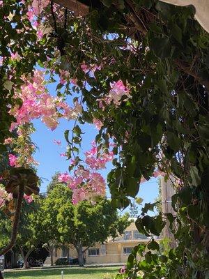 View from the patio- lots of beautiful plants and flowers!