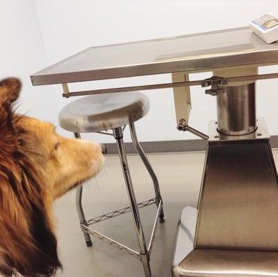 Dr. Schoen examines my dog from his perch on the bench with me or down on the floor, instead of up on the table.