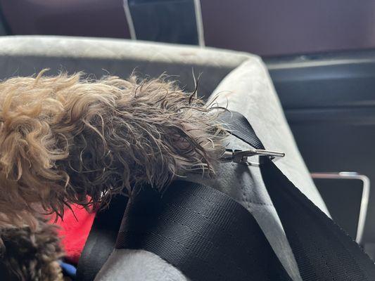 Our puppy got the clip from his car seat caught on his paw.