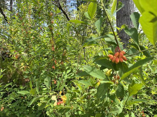 Bright colored Indian plums?