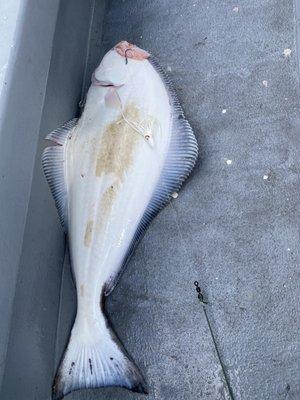 Halibut