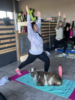 Goat Yoga Chicago