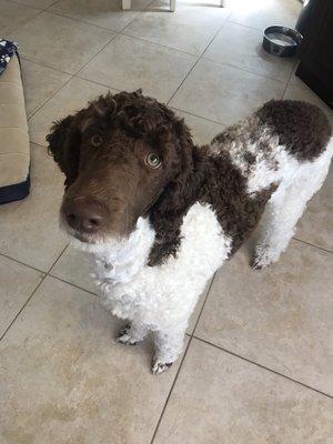 Riggs asking for one more treat