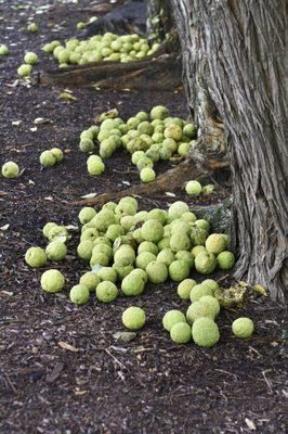 There were lots of pawpaws by the sculptures