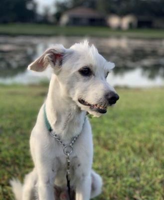 Four Paws Dog Day Camp and Kennel