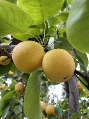 Asian pears!