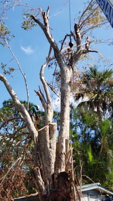 Removing Hazardous Tree That Failed During A Storm.