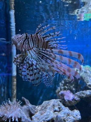 Lion Fish