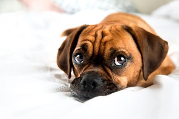 Shouldn't you pet pals have a clean place rest?