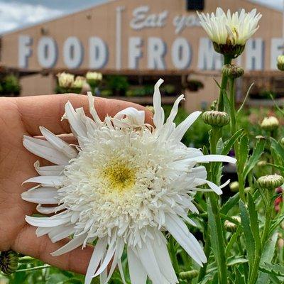 Chimacum Corner Farmstand