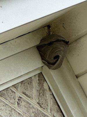 Bald Face Hornet nest