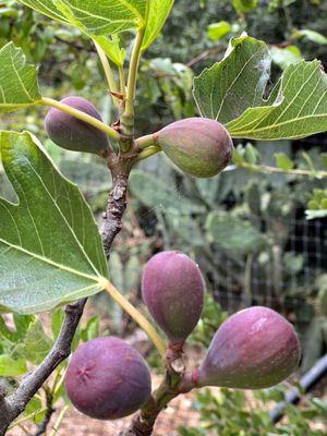 Figs