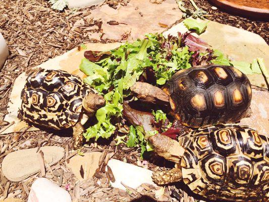 Three happy and healthy torts!