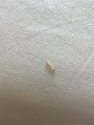 worm on bed