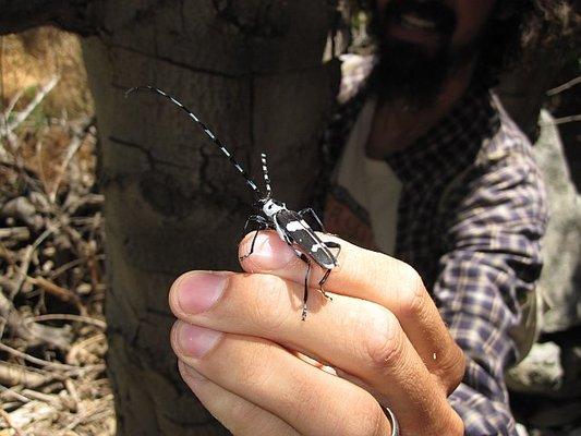 Alder borer.