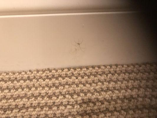 Spiders and spider webs on he baseboards.  These are just a few examples of the lack of cleaning.