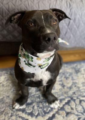 Baxter is ready for St. Paddy's day!