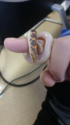 Some truly beautiful animals, so well taken care of! Helped my friend pick out this sand boa yesterday