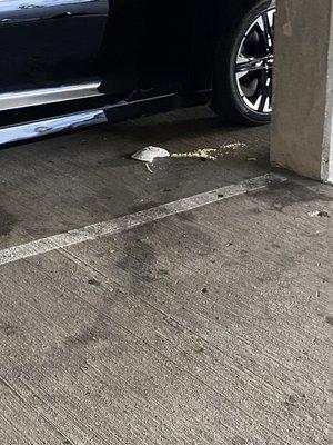 who changes a diaper and dumps in in a enclosed parking garage, Like whats the trash doing  besides bringing bugs & rodents in