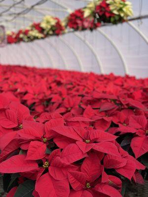 Miller Greenhouses