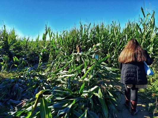 Corn maze