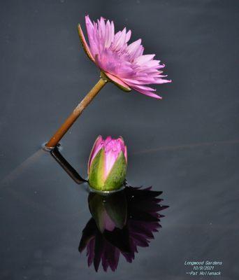 Water Lily