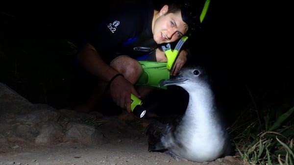 Night Snorkeling Tours of Maui! Sometimes we see nesting sea birds! http://www.shorelinesnorkel.com/#!night-snorkel-maui/c11a