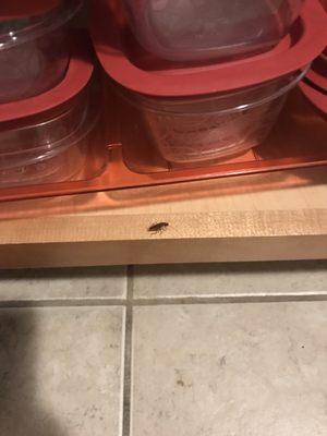 This is the third sighting of roaches. I've only been here two weeks. They claimed the Extrrminator put gel and boric acid LIES