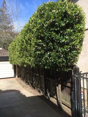 Hedge Trim