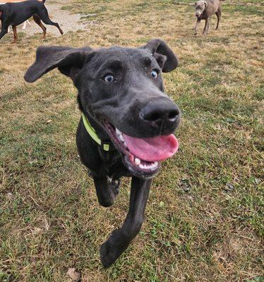 Max at doggie daycare.